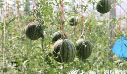 郑州工商视频吃瓜,揭秘背后惊人真相