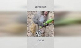 猴王吃瓜动画,动画中的瓜果盛宴