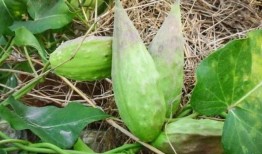 老瓜瓢小孩吃,一段童趣盎然的童年回忆