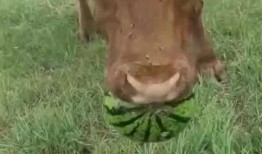 牛吃瓜图片,田园生活画卷展