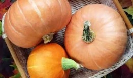 神瓜老了怎么吃,探索传统美食的无限可能