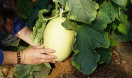 粉丝瓜带你吃瓜,粉丝瓜带你领略娱乐圈的甜蜜与苦涩