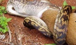 巨大蟒蛇吞人吃瓜