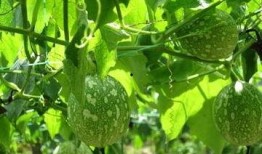 吃吊瓜会吐,揭秘吃吊瓜为何会引发呕吐现象