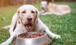 狗吃梨瓜做法,创意烹饪新尝试