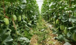 肥东吃瓜,揭秘当地特色美食背后的故事