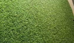 大街草坪吃瓜,瓜香四溢，夏日休闲新风尚