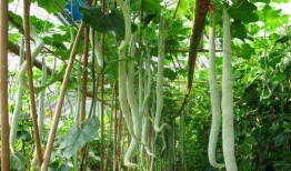 吃蛇瓜声控,揭秘蛇瓜的独特美味之旅