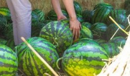 幸福吃瓜,揭秘美食背后的幸福密码