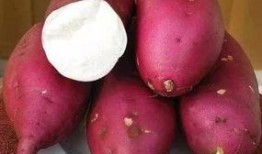 吃300克地瓜,揭秘地瓜的营养与益处