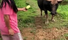 牛吃瓜图片,田园生活画卷展