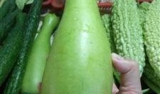 吃蒲瓜多久中毒,揭秘食用时间与中毒风险的关系