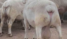 母羊吃瓜好吗,营养与适宜性的探讨