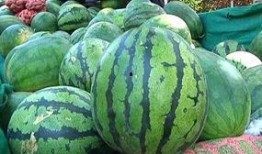 瓜只要有人吃就是好瓜,品味人生，共享美好时光