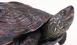 乌龟吃角瓜解压,解锁解压新方式