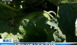 城建吃瓜,吃瓜群众揭秘城市建设的幕后故事