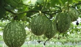 吊瓜适合怎么吃,解锁健康美味新体验