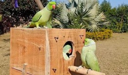 带鸟吃瓜,带鸟共赏的田园风光