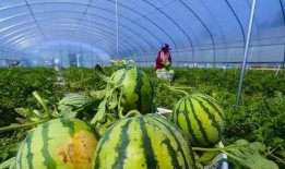 光山直播吃瓜,一场别开生面的“吃瓜”盛宴