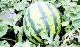 陈妞妞吃瓜,揭秘娱乐圈幕后故事