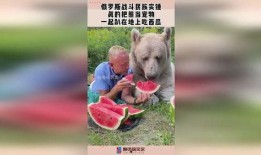 俄罗斯熊吃瓜,一场跨越国界的美食之旅
