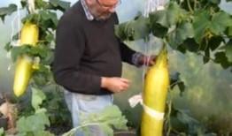 吃瓜吐种,揭秘网络舆论背后的真实情感