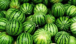 新鲜吃瓜视频,新鲜瓜事一网打尽