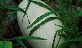 牧瓜怎么吃呢,探索美味与营养的完美结合