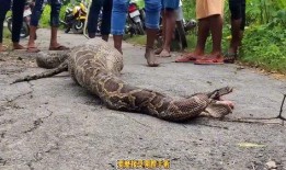 巨大蟒蛇吞人吃瓜