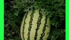 无人的地方吃瓜