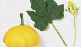 各个主播吃树叶瓜,奇趣尝鲜，绿色美食之旅