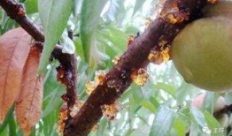 桃吃瓜,探寻夏日消暑美食的完美邂逅