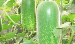 吃瓜的ZF,揭秘吃瓜群众视角下的政务风云