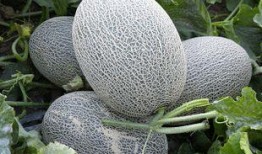 39吃瓜,揭秘娱乐圈那些不为人知的幕后故事