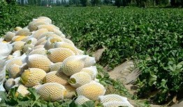 瓜州在哪儿吃瓜,探寻中国瓜乡的甜蜜之旅