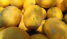 哈密瓜吃后感,一场味蕾的盛宴与心灵的小憩