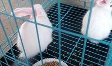 兔子吃不吃小瓜,探究兔子是否爱吃小瓜