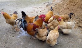 土豪养鸡吃瓜视频,一场奢华的田园生活秀