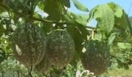 孕早期可以吃吊瓜,呵护母婴健康