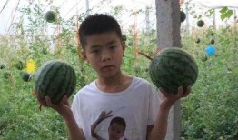 惠民吃瓜,揭秘美食背后的民生故事