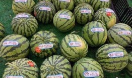 反吃瓜图片大全,反吃瓜图片大全背后的社会现象