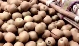 野生雨点带你吃瓜,野生雨点带你探索雨林美食之旅