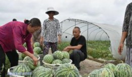 无人的地方吃瓜