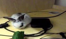 吃瓜兔无猜,揭秘娱乐圈背后的真实故事