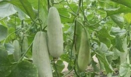 羊角瓜怎么吃呢,探索美味与营养的完美结合