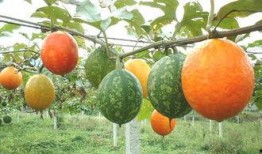 吃吊瓜会吐,揭秘吃吊瓜为何会引发呕吐现象