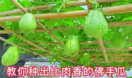 佛手瓜长期吃,长期食用带来的健康益处揭秘