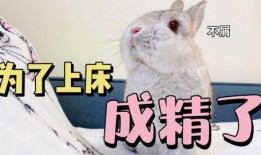 带你吃瓜养兔子,带你探秘“吃瓜养兔”的绿色生活新风尚