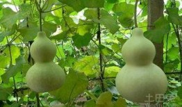 怀孕吃葫芦瓜利与弊,益处与注意事项解析