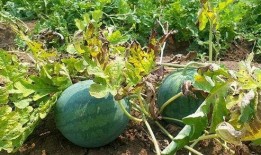 没法吃的瓜,揭秘那些无法入口的“美味瓜果”之谜